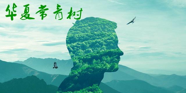 華夏常青樹(shù)哪個(gè)版本比較好？