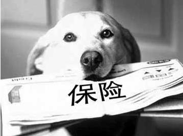 寵物保險怎么挑選？有寵物的你確定不了解一下？